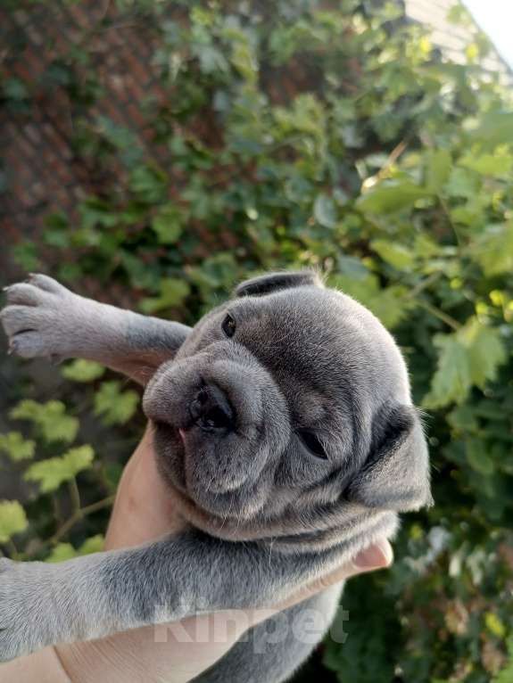 Собаки в Ставрополе: Французский бульдог  Мальчик, 40 000 руб. - фото 2