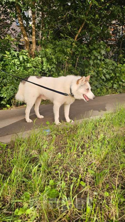 Собаки в Москве: Лайка Сема ищет дом Мальчик, Бесплатно - фото 5