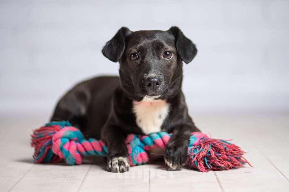 Собаки в Москве: Маленькая собачка Жизель в добрые руки Девочка, 1 руб. - фото 6