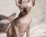 Кошки в других городах Московской области: Продаю котят канадского сфинкса Девочка, 25 000 руб. - фото 3