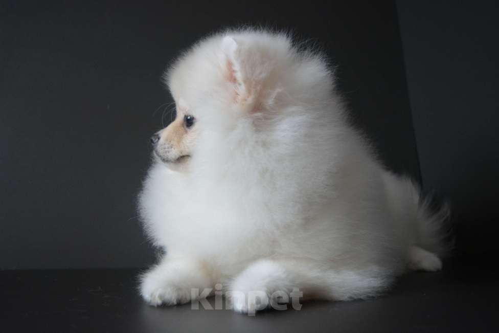 Собаки в Екатеринбурге: щенки шпица Девочка, 35 000 руб. - фото 1