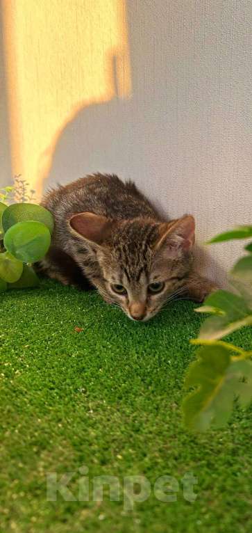 Кошки в Санкт-Петербурге: Очаровательный котёнок ищет дом !  Девочка, Бесплатно - фото 2