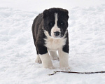 Собаки в Новосибирске: Щенки алабая (среднеазиатской овчарки) Мальчик, Бесплатно - фото 2