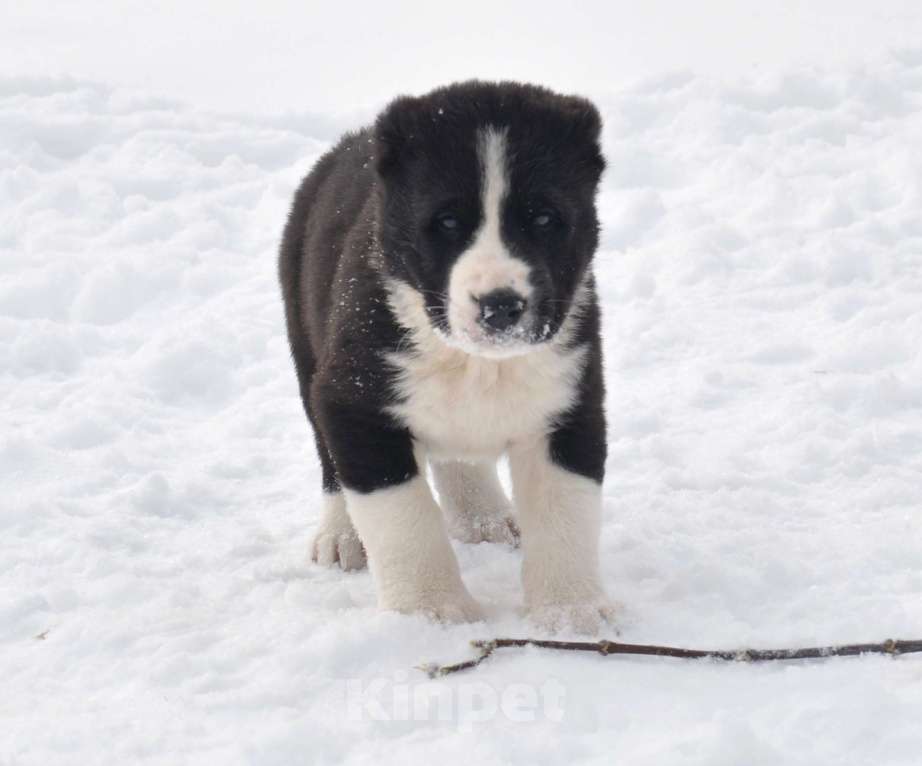 Собаки в Новосибирске: Щенки алабая (среднеазиатской овчарки) Мальчик, Бесплатно - фото 2
