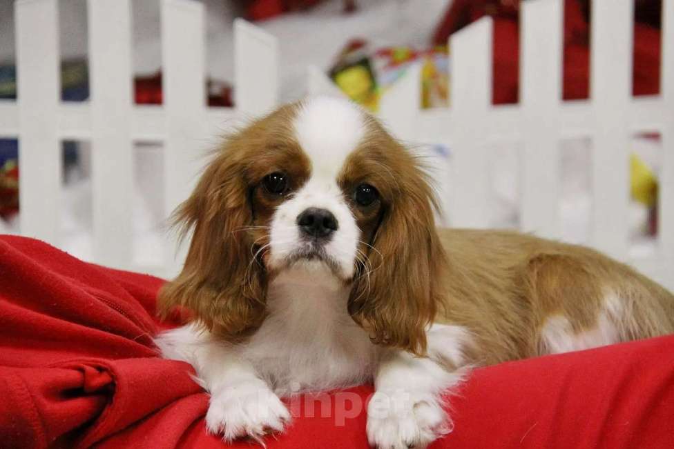 Собаки в Ростове-на-Дону: Очаровательный малыш кавалерчик Мальчик, 60 000 руб. - фото 1