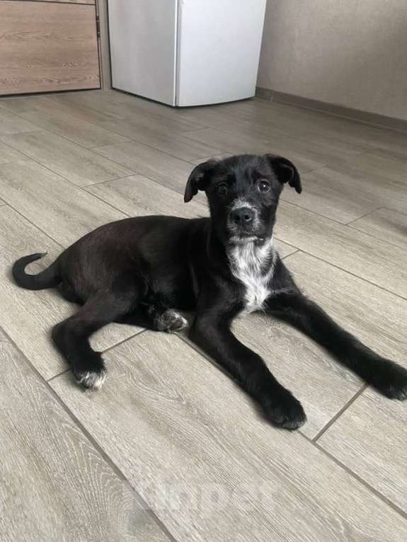 Собаки в Москве: Ищут дом чудесные щенки Арчи, Оскар и Тея. Мальчик, Бесплатно - фото 2