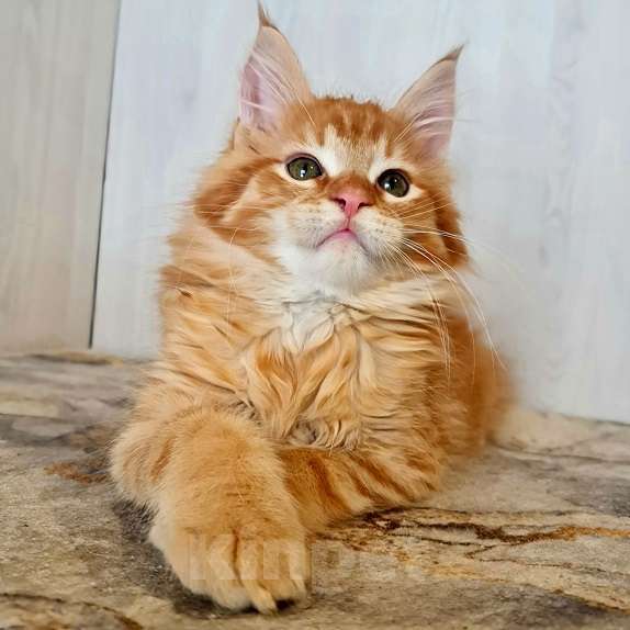 Кошки в других городах Ярославской области: Котята Мейн кун Мальчик, Бесплатно - фото 9