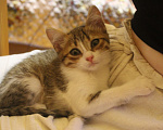 Кошки в Уфе: Котенок в добрые руки Девочка, Бесплатно - фото 4