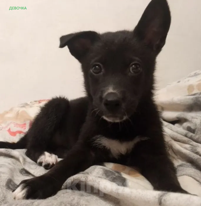 Собаки в Воскресенске: Щенки в добрые руки Разнополые, Бесплатно - фото 6