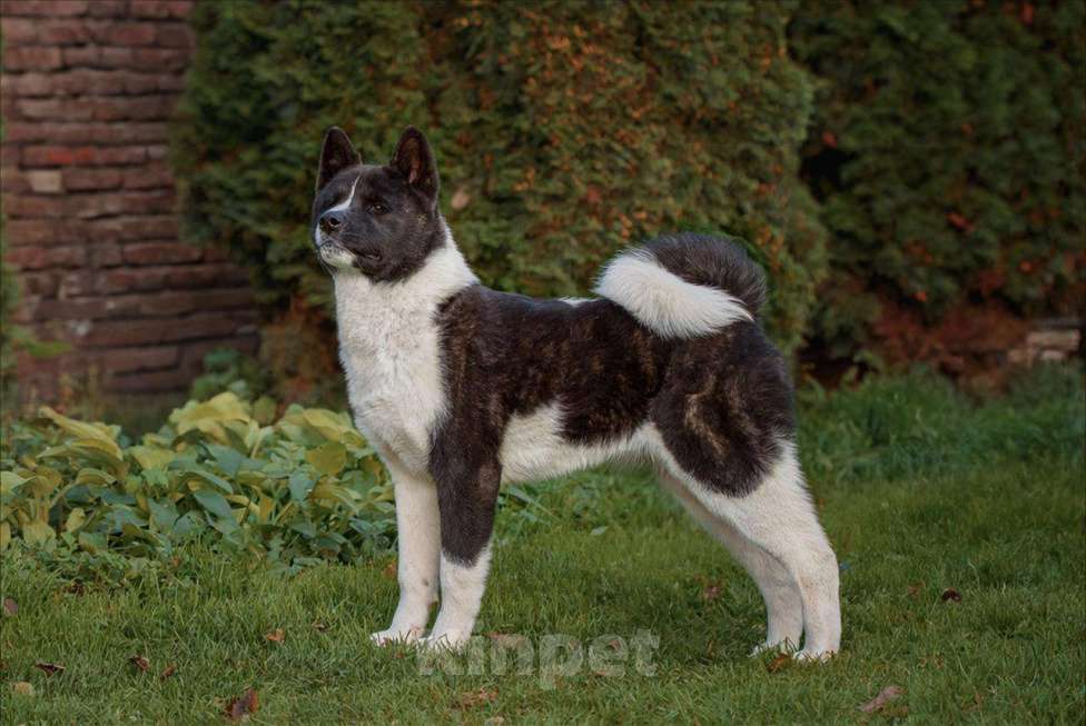 Собаки в Домодедово: Американская Акита  Девочка, 25 000 руб. - фото 1