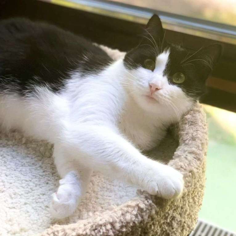 Кошки в Москве: Кошечку Домино не берут из-за лейкоза Девочка, Бесплатно - фото 4