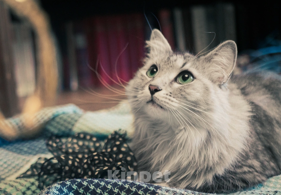 Кошки в Москве: Пристраивается в добрые руки молодой кот Стёпа  Мальчик, Бесплатно - фото 4