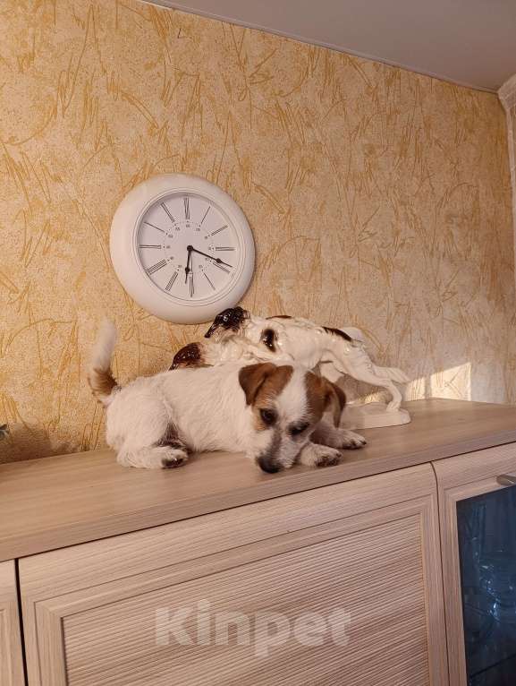 Собаки в других городах Краснодарского края: Мальчик Джек Рассел терьер Мальчик, 25 000 руб. - фото 2