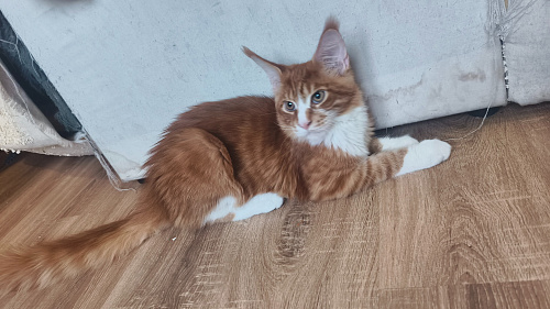 Котёнок мейн-кун