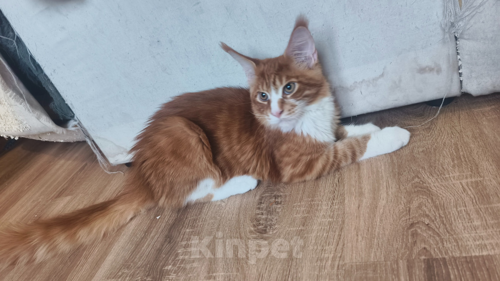 Кошки в Омске: Котёнок мейн-кун Мальчик, 30 000 руб. - фото 1