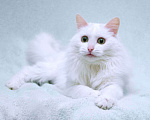 Кошки в Москве: Нежный ласковый белый котик Тимоша Мальчик, Бесплатно - фото 1