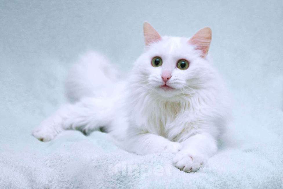 Кошки в Москве: Нежный ласковый белый котик Тимоша Мальчик, Бесплатно - фото 1
