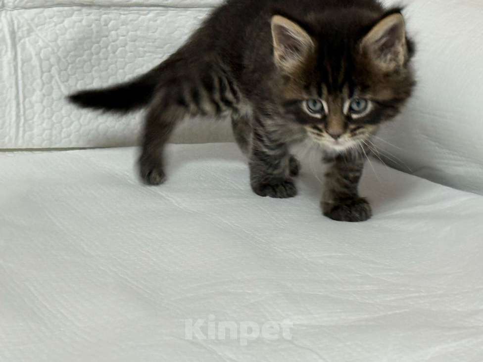 Кошки в Новосибирске: Красавица Девочка, 50 000 руб. - фото 4