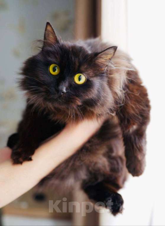 Кошки в Москве: Трюфель в поиске дома Мальчик, Бесплатно - фото 4