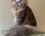 Кошки в Санкт-Петербурге: Yagoza Perfect Lynx Девочка, 25 000 руб. - фото 4