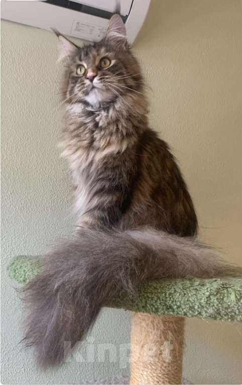 Кошки в Санкт-Петербурге: Yagoza Perfect Lynx Девочка, 25 000 руб. - фото 4