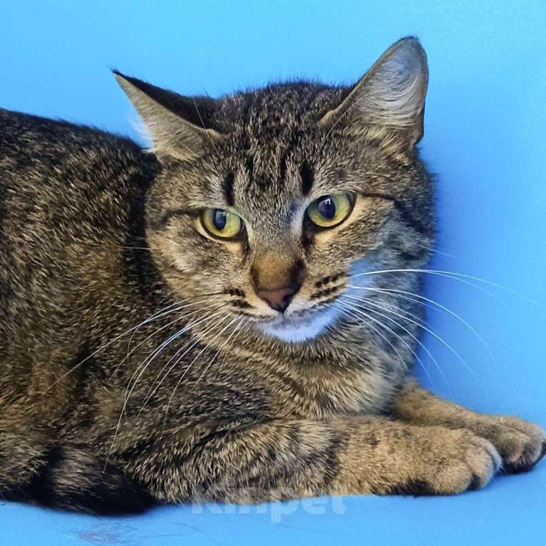 Кошки в Москве: А вдруг маленькой Шани тоже повезет? Девочка, Бесплатно - фото 3