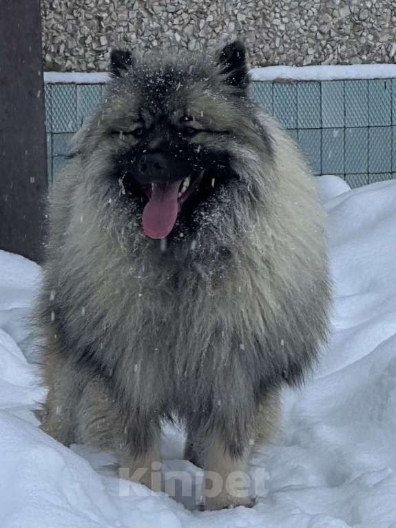 Собаки в Москве: Кобель немецкого вольфшпиц КЕЕСХОНД  Мальчик, 70 000 руб. - фото 3