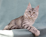 Кошки в Мытищах: Котенок Мейн-кун Девочка, 40 000 руб. - фото 8