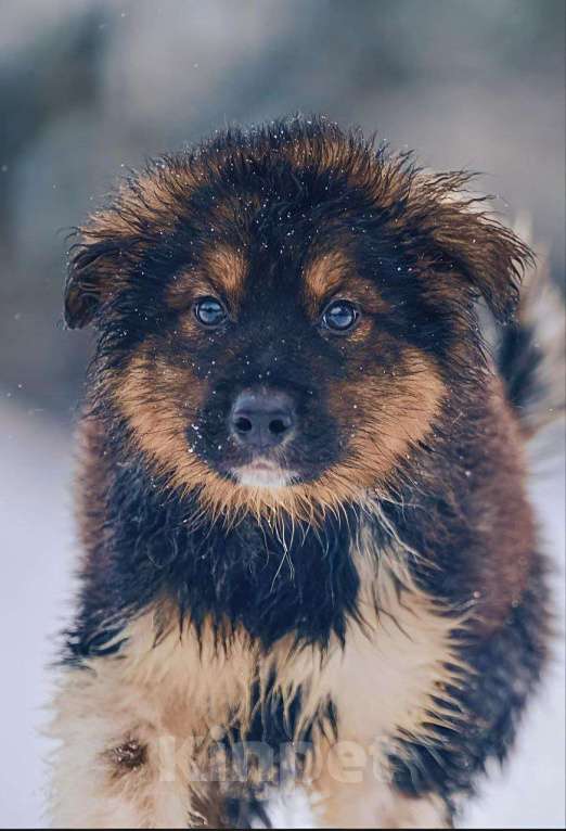 Собаки в Наро-Фоминске: Потап якутенок из ппбж  Мальчик, Бесплатно - фото 6