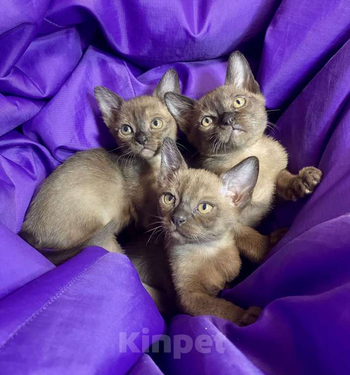 Кошки в других городах Московской области: Бурманские котята Мальчик, 25 000 руб. - фото 1