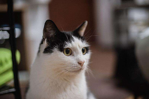 Ласковый котик Джон ищет семью.