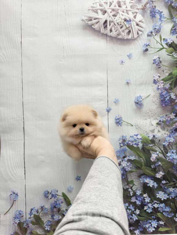 Собаки в Москве: Шикарный мальчик Мальчик, 30 000 руб. - фото 1