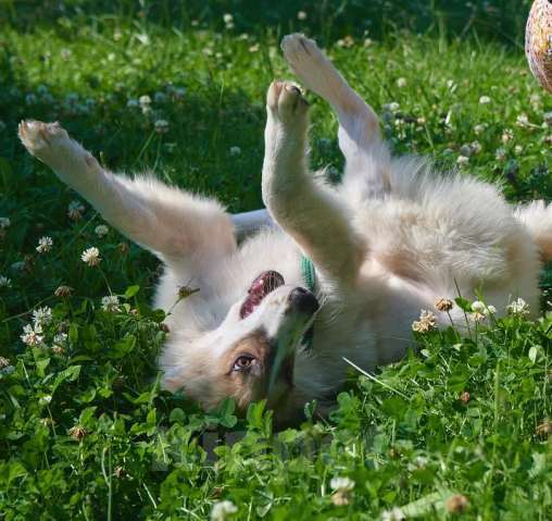 Собаки в Москве: Симба Мальчик, Бесплатно - фото 4