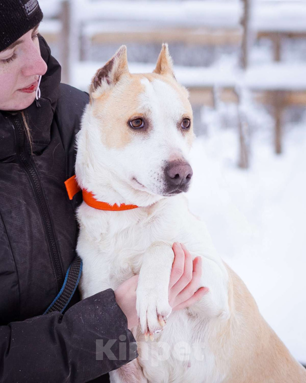 Собаки в Москве: Девочка, 4 года, в приюте - ищет дом Девочка, Бесплатно - фото 6