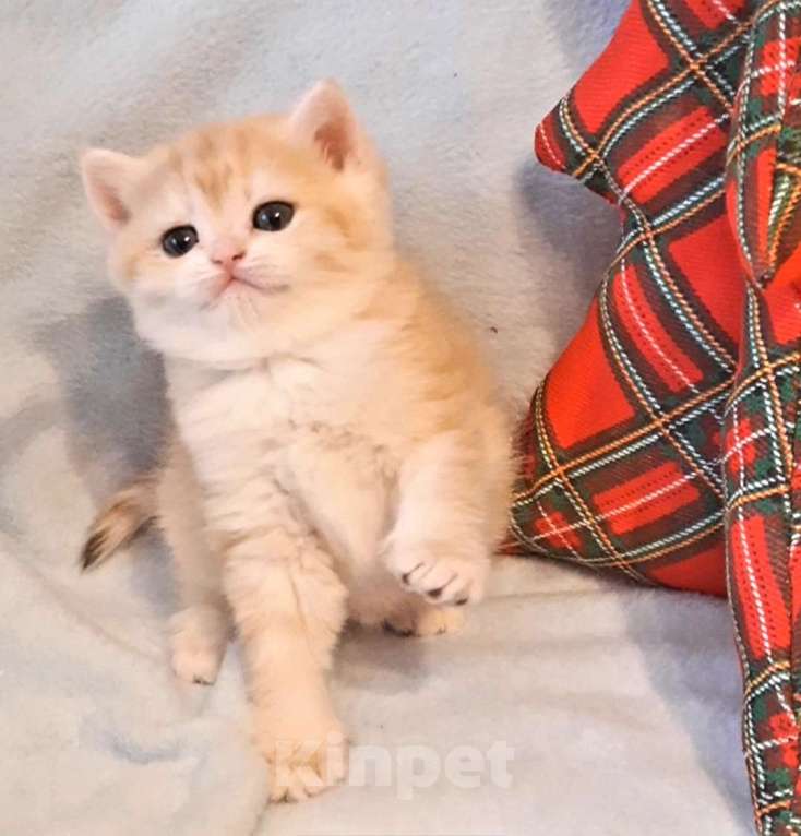 Кошки в Москве: Кошечка BSH by12 Девочка, 50 000 руб. - фото 3