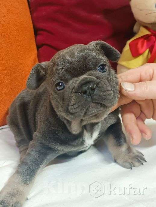 Собаки в Москве: Красивые  девочки и мальчик. Мальчик, 60 000 руб. - фото 4