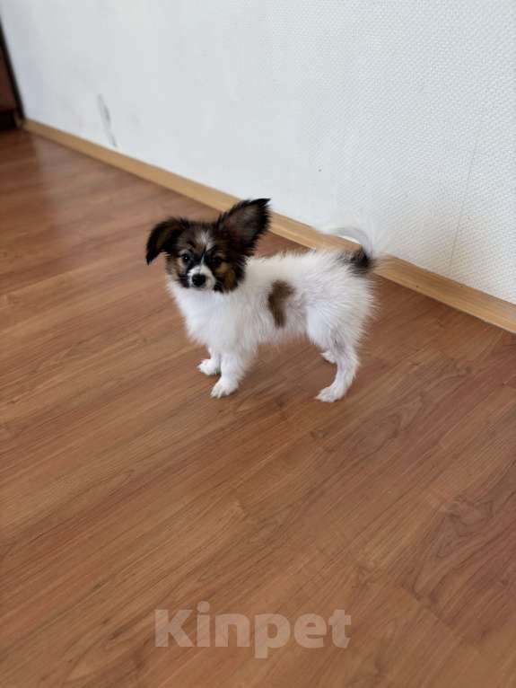 Собаки в Москве: Кукольный мальчик папильона, Бруно  Мальчик, 50 000 руб. - фото 3