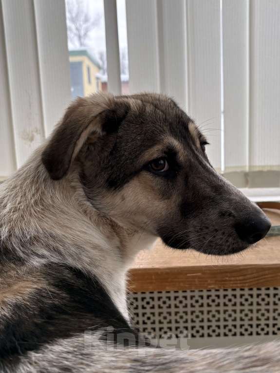 Собаки в Москве: Красавица Хильда в поисках семьи  Девочка, Бесплатно - фото 5