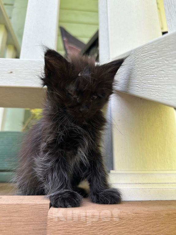 Кошки в других городах Московской области: Ищем дом 🐈 Девочка, Бесплатно - фото 4