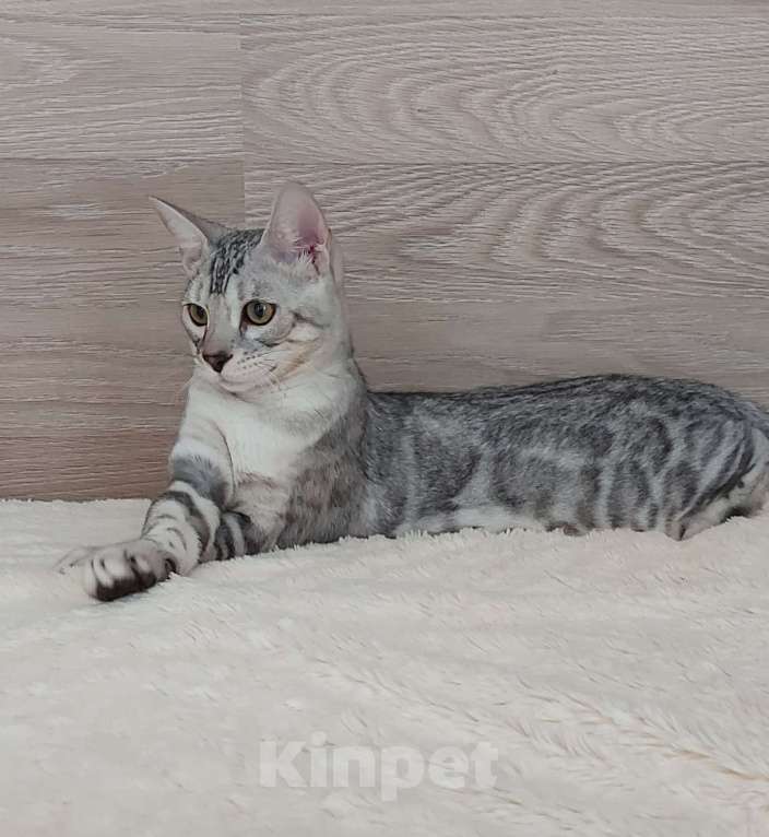 Кошки в Москве: Бенгальские котята  Мальчик, Бесплатно - фото 1