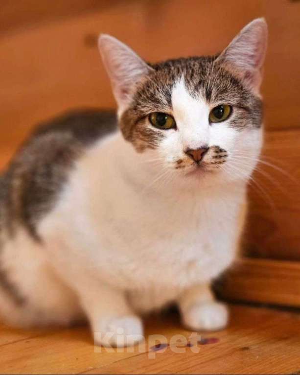 Кошки в Москве: Молли ищет дом  Девочка, Бесплатно - фото 2