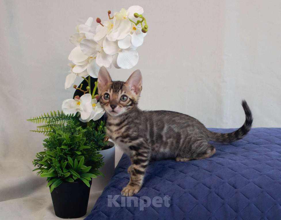 Кошки в Санкт-Петербурге: Бенгальские котята Мальчик, 50 000 руб. - фото 6