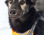 Собаки в Химках: Метис овчарки в поиске своего дома Мальчик, Бесплатно - фото 7