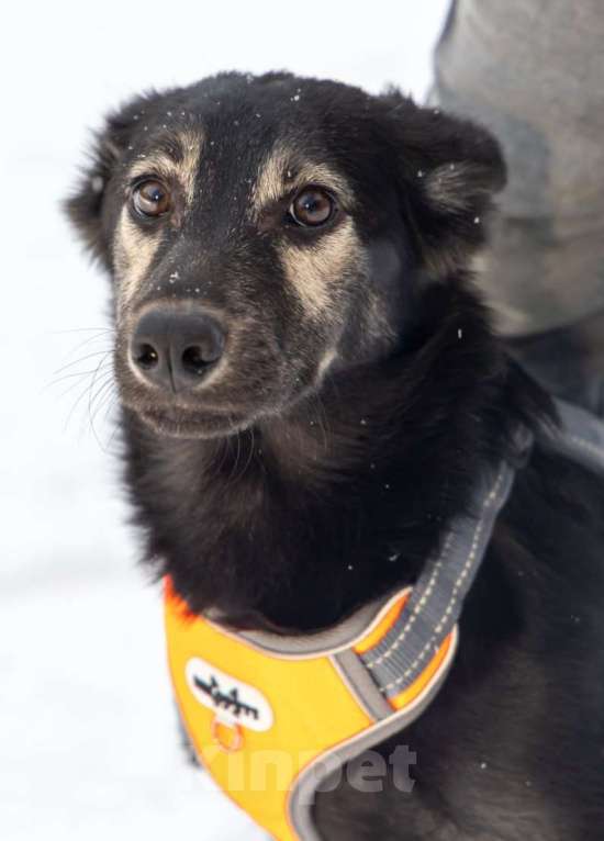 Собаки в Химках: Метис овчарки в поиске своего дома Мальчик, Бесплатно - фото 7