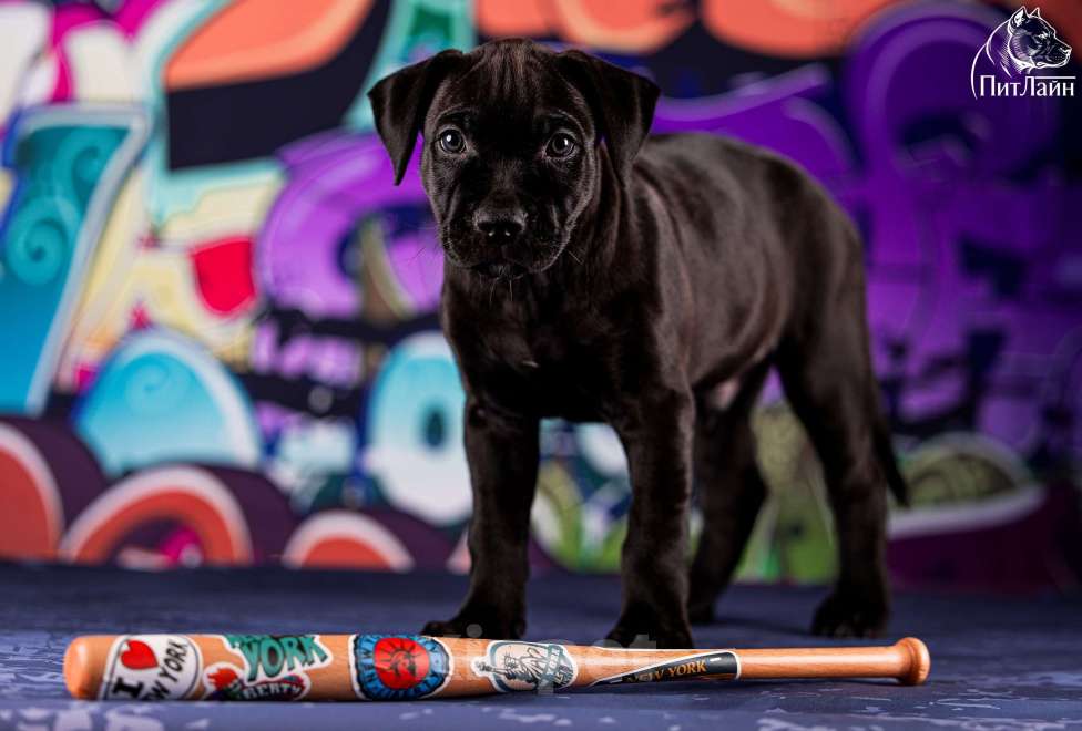 Собаки в Ульяновске: Американский питбультерьер, щенок Мальчик, Бесплатно - фото 5