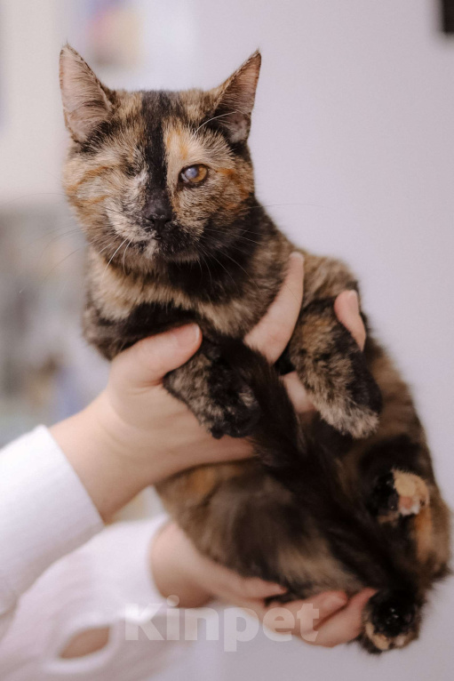 Кошки в Москве: Котенок в добрые руки Девочка, Бесплатно - фото 2