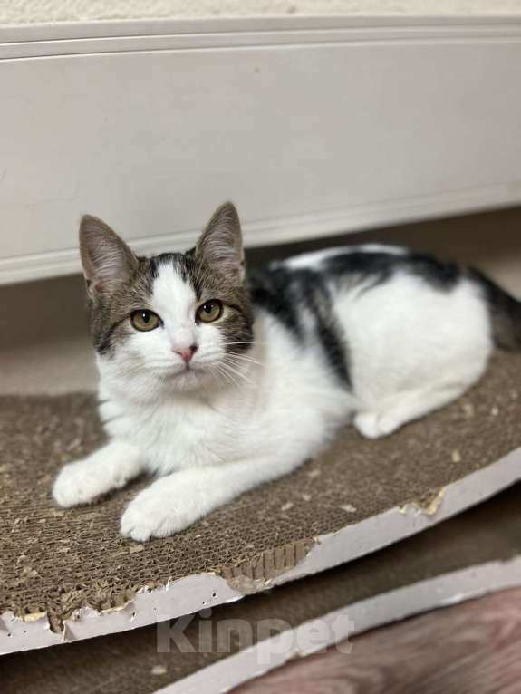 Кошки в Москве: Котенок в добрые руки Мальчик, Бесплатно - фото 3