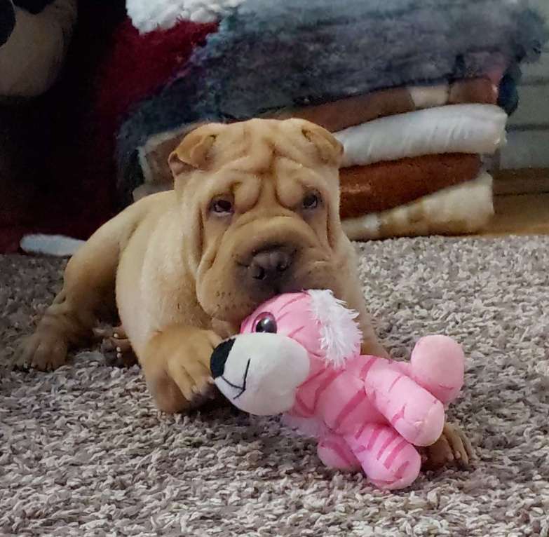 Собаки в Москве: Шарпейная плюша Девочка, 30 000 руб. - фото 5