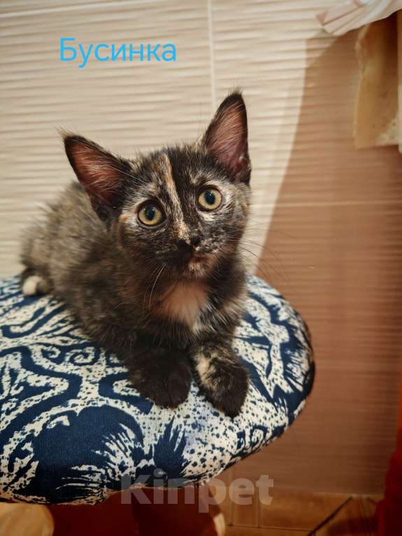 Кошки в Уфе: Бузинная палочка Девочка, Бесплатно - фото 2