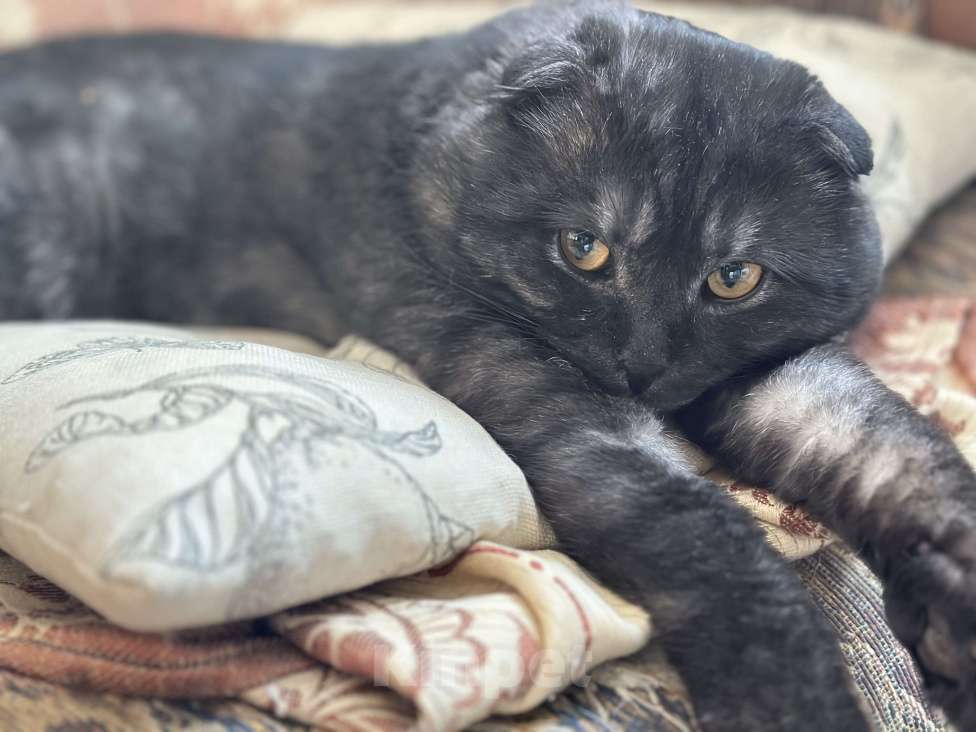 Кошки в Красноярске: Найден красавец кот Мальчик, Бесплатно - фото 1